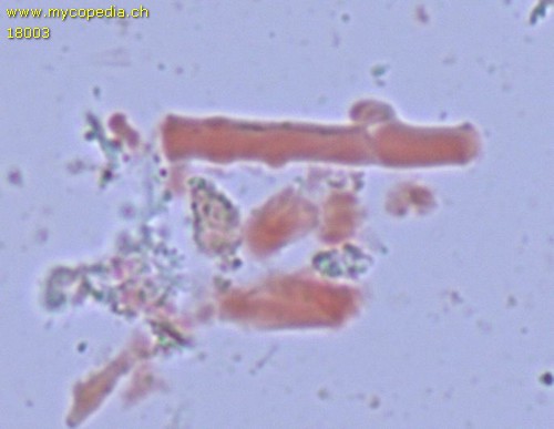 Skeletocutis nemoralis - 