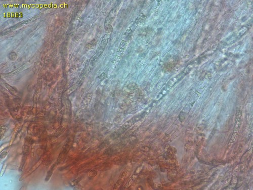 Gloiothele lactescens - 