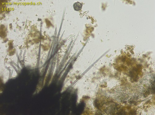Podospora curvicolla - 
