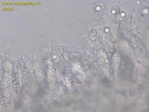 Mycena erubescens - 