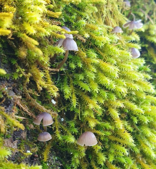 Mycena erubescens - 