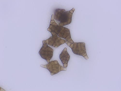 Phragmotrichum chailletii - 