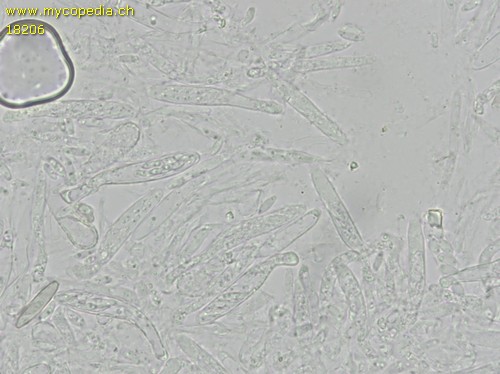 Cistella acuum - 