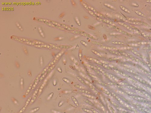 Melanconiella carpinicola - 