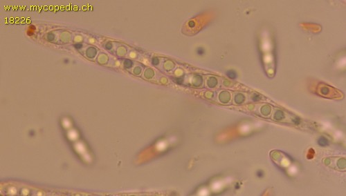 Melanconiella carpinicola - 