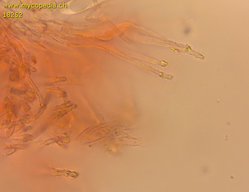 Hyaloscypha aureliella - Haare - Kongorot  - 