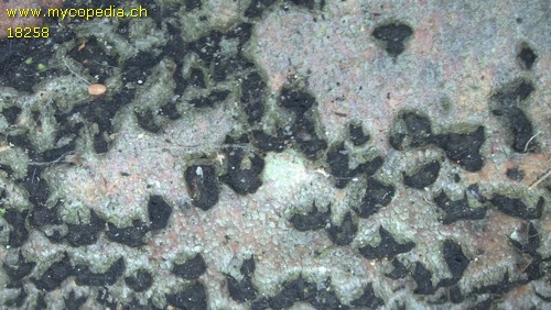 Diatrype flavovirens - 