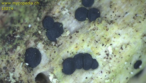 Patellaria atrata - 