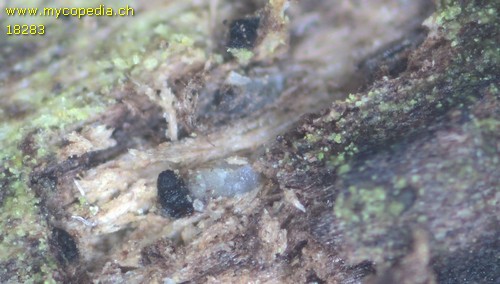 Pyrenomycet 1fach septiert, cf Thyronectria - 
