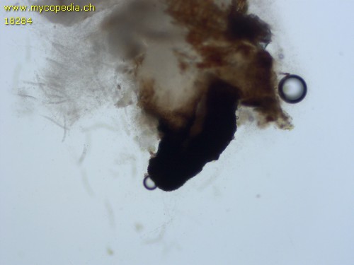 Pyrenomycet 1fach septiert, cf Thyronectria - 