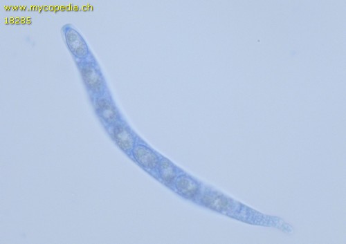 Pyrenomycet 1fach septiert, cf Thyronectria - 