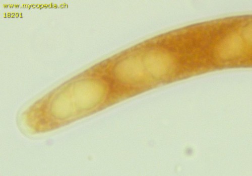 Pyrenomycet 1fach septiert, cf Thyronectria - 