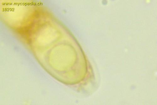 Pyrenomycet 1fach septiert, cf Thyronectria - 