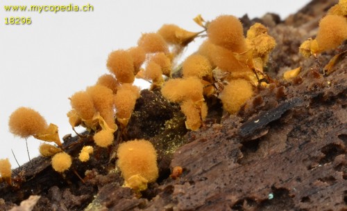 Hemitrichia calyculata - 
