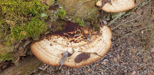 Daedaleopsis confragosa - 