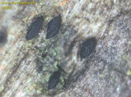 Lophiostoma macrostomoides - 