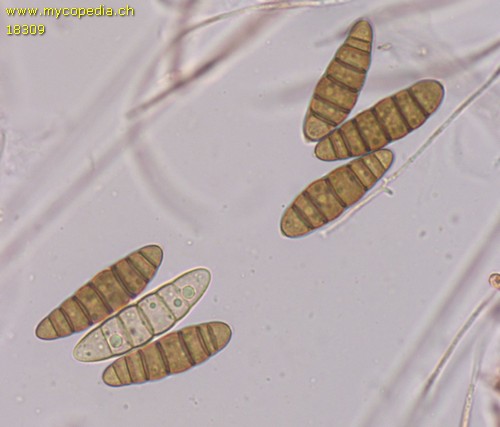 Lophiostoma macrostomoides - 