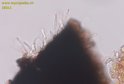 Lophiostoma macrostomoides - 