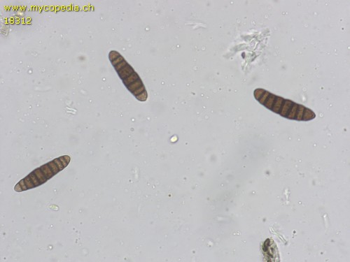 Lophiostoma macrostomoides - 