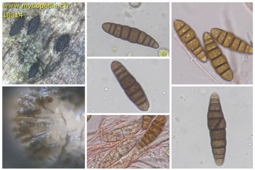 Lophiostoma macrostomoides - 