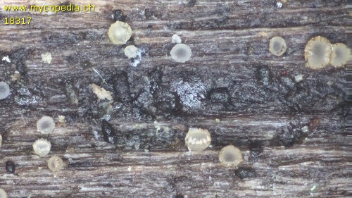 Olla transiens - 
