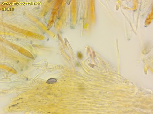 Olla transiens - Haare - Kongorot  - 
