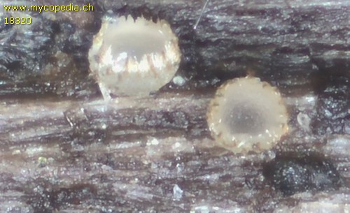 Olla transiens - 