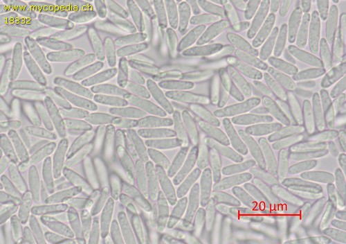 Haglundia elegantior - Spore/n - Wasser  - 