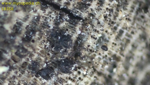 Naetrocymbe nitescens - 