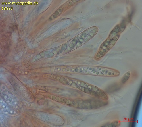 Naetrocymbe nitescens - 