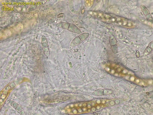 Naetrocymbe nitescens - 
