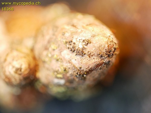 Cucurbitaria quercina - 