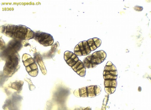 Cucurbitaria quercina - 