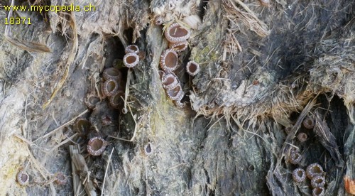 Saccobolus furfuracea - 