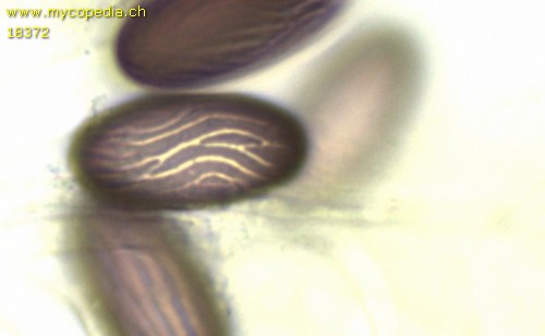 Saccobolus furfuracea - 