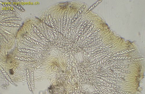 Saccobolus furfuracea - 