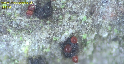 Pseudocosmospora eutypellae - 