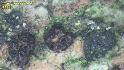 Pseudocosmospora eutypellae - 