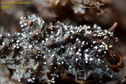Cyathicula amenti - 