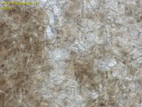 Rutstroemia bulgarioides - 