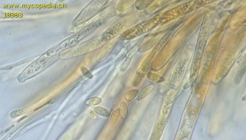 Rutstroemia bulgarioides - 