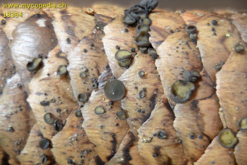 Rutstroemia bulgarioides - 
