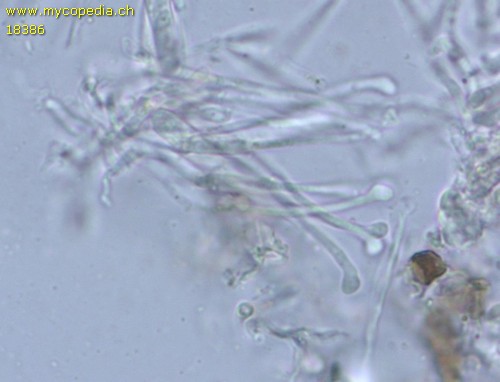 Orbilia eucalypti - 