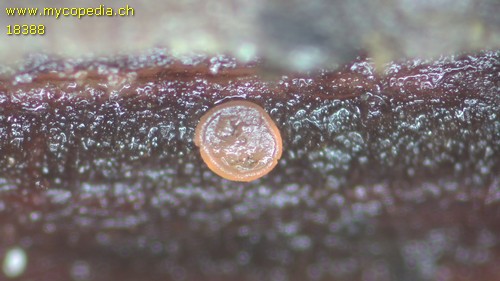 Orbilia eucalypti - 