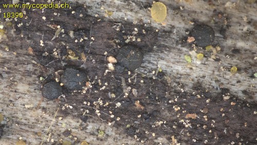 Patellaria atrata - 
