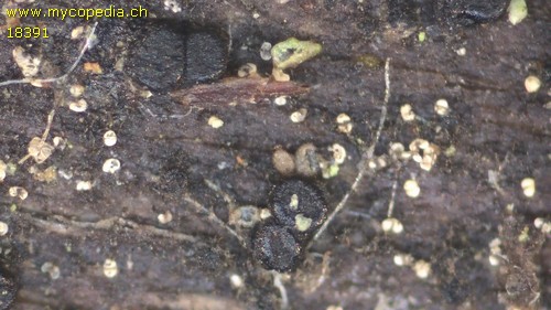 Patellaria atrata - 