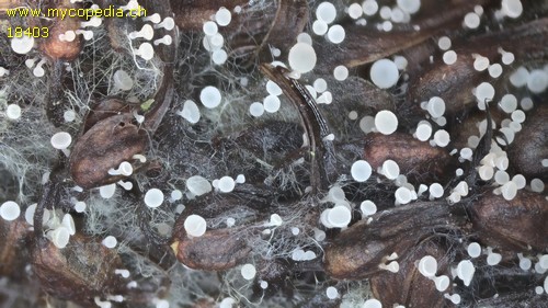 Cyathicula amenti - 