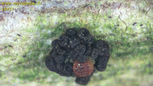 Nitschkia parasitans - 