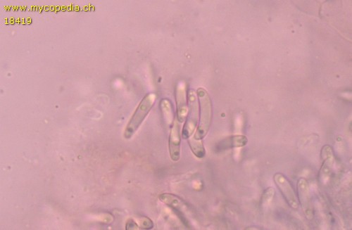 Nitschkia parasitans - Spore/n - Kongorot  - 