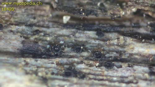 Capronia pilosella - 